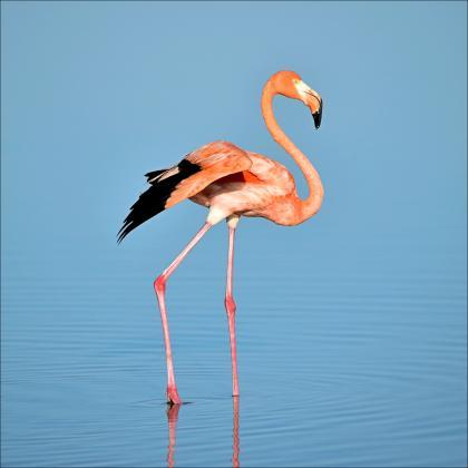 Flamingo 5d diy diamond painting,Cr..