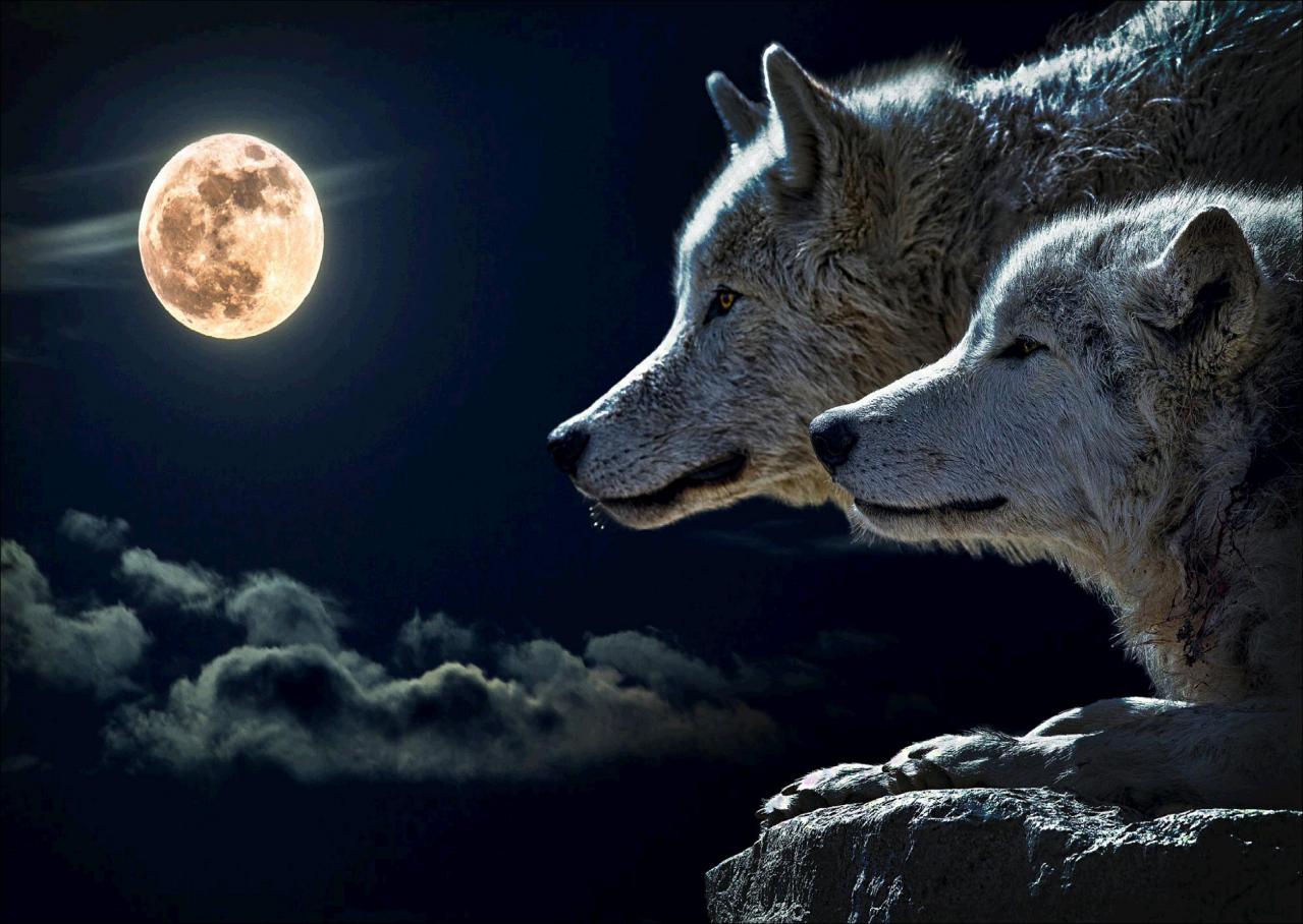 5d Diy Diamond Painting Animal Wolves And Moon Embroidery Cross Stitch